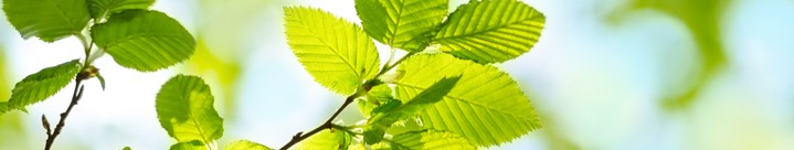 Stevia kopen