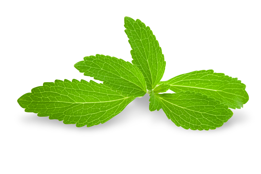 stevia-plant-weetjes